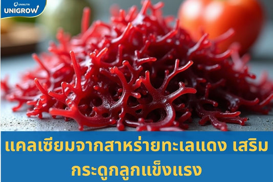 เสริมแคลเซียมจากสาหร่ายทะเลสีแดง: " กุญแจทองสำคัญ" สนับสนุนกระดูกแข็งแรง